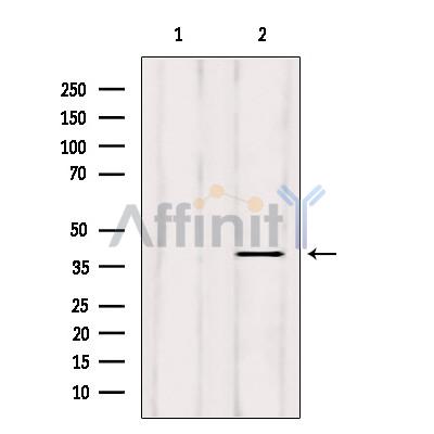 Валидация Affinity DF3251 - 14093