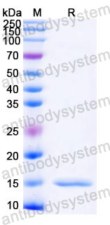 Валидация SDS-PAGE - AntibodySystem RZZ01812