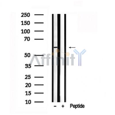 Валидация Affinity AF7551 - 4213