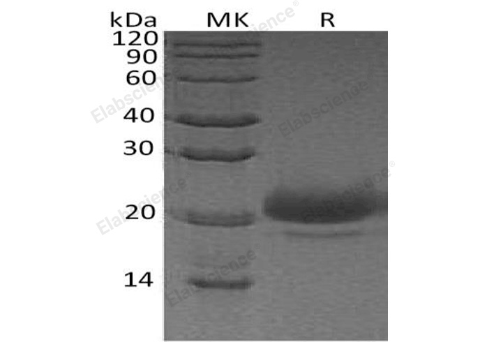 Валидация Elabscience PKSH033224(3568)