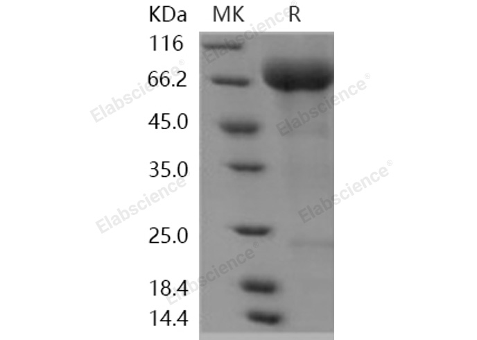 Валидация Elabscience PKSH030999(1812)