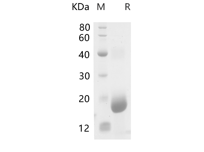 Валидация Elabscience PDEM100230(564)