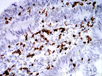 Валидация AntibodySystem RHC20803