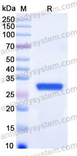EHN32601, SDS-PAGE