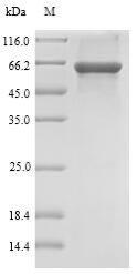 SDS-PAGE