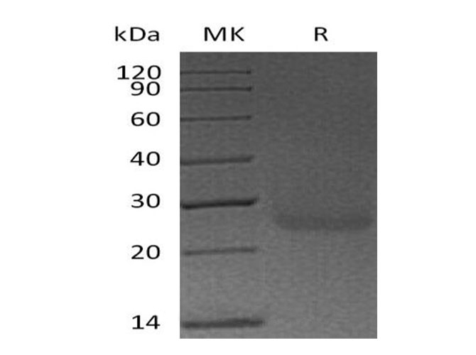 Валидация Elabscience PKSH032909(3310)
