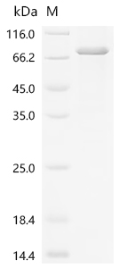 SDS-PAGE