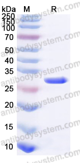 EHF67301, SDS-PAGE