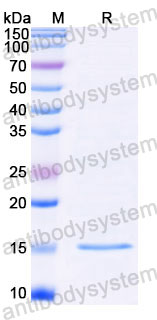 Валидация SDS-PAGE - AntibodySystem RXX00905