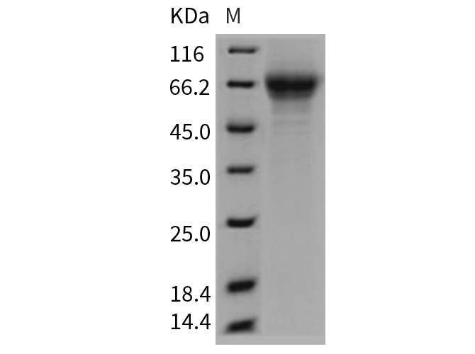 Валидация Elabscience PKSM040701(4678)