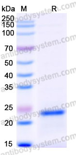 Валидация AntibodySystem YHD46701