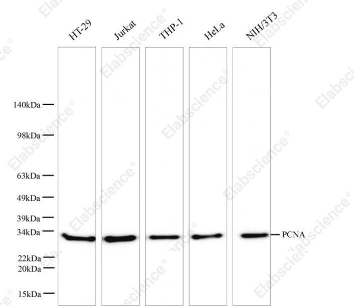 Вестерн-блоттинг, PCNA, различные клеточные линии и ткань селезенки мыши