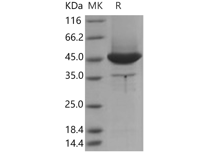 Валидация Elabscience PKSH030581(1481)