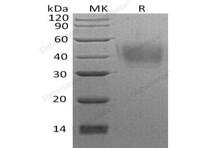 Валидация Elabscience PKSH032801(3219)