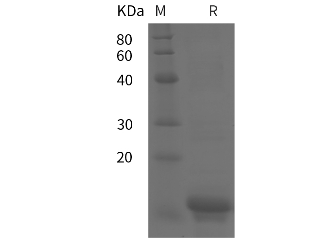 Валидация Elabscience PDEH100868(302)