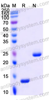 AHB91602, SDS-PAGE