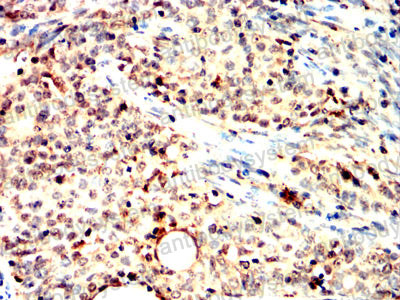Валидация AntibodySystem RHA19201 (58)