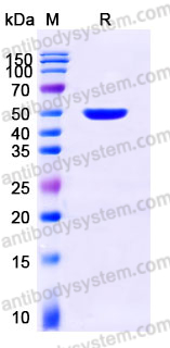 EHD95001, SDS-PAGE
