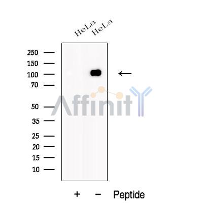 Валидация Affinity DF12556 - 7161