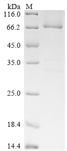 SDS-PAGE
