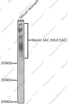 Вестерн-блоттинг, Mucin 5AC, ткань желудка мыши