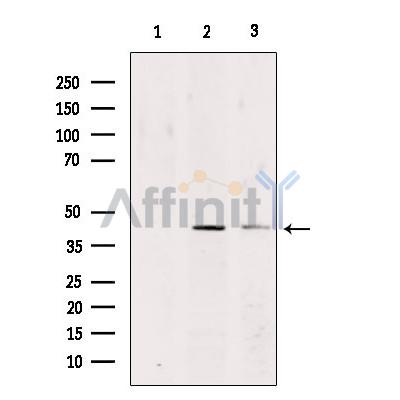 Валидация Affinity DF3537 - 14479