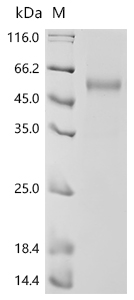 SDS-PAGE