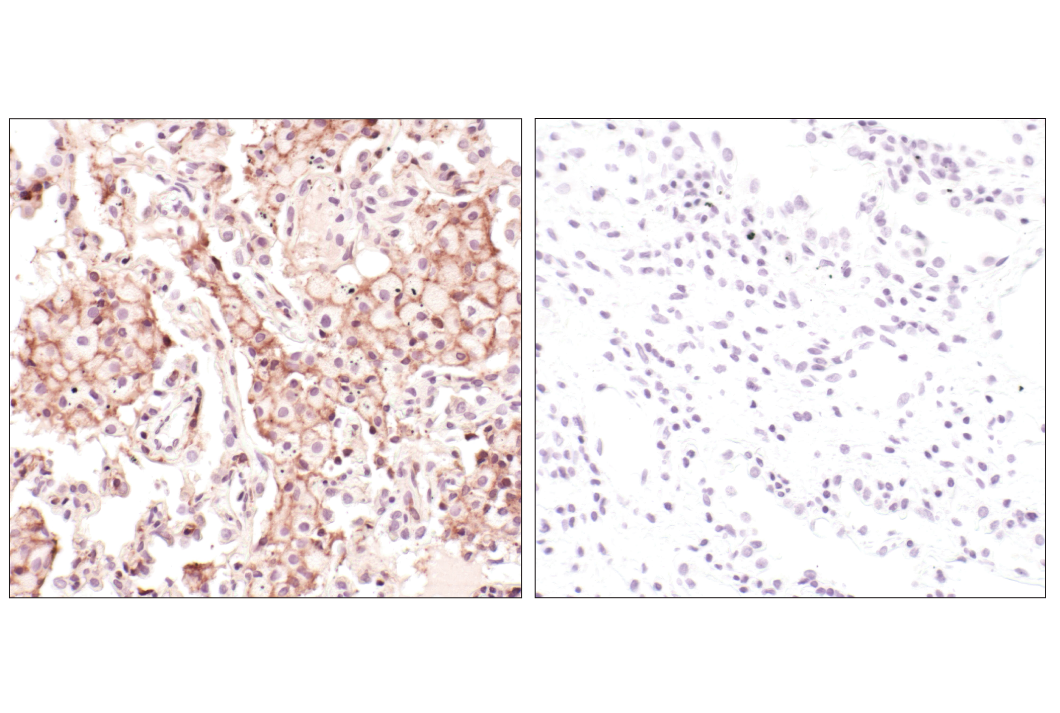 Валидация AssayVector ARM2647(4923)