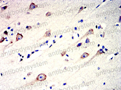 Валидация AntibodySystem RHG26601 (2890)