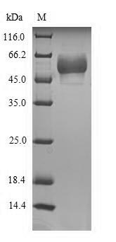 SDS-PAGE