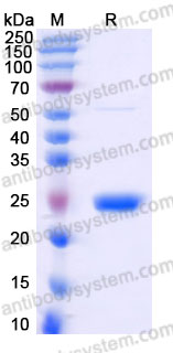 YHF40102, SDS-PAGE