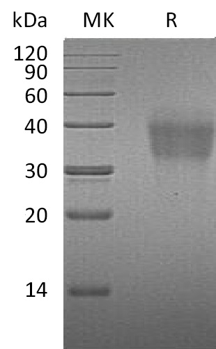 Валидация Elabscience PKSM041288(5184)