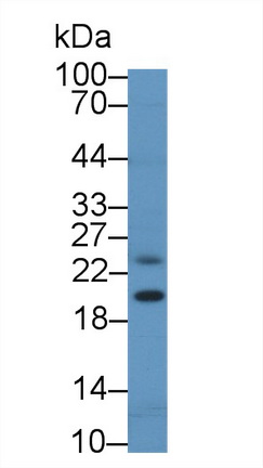 14043
