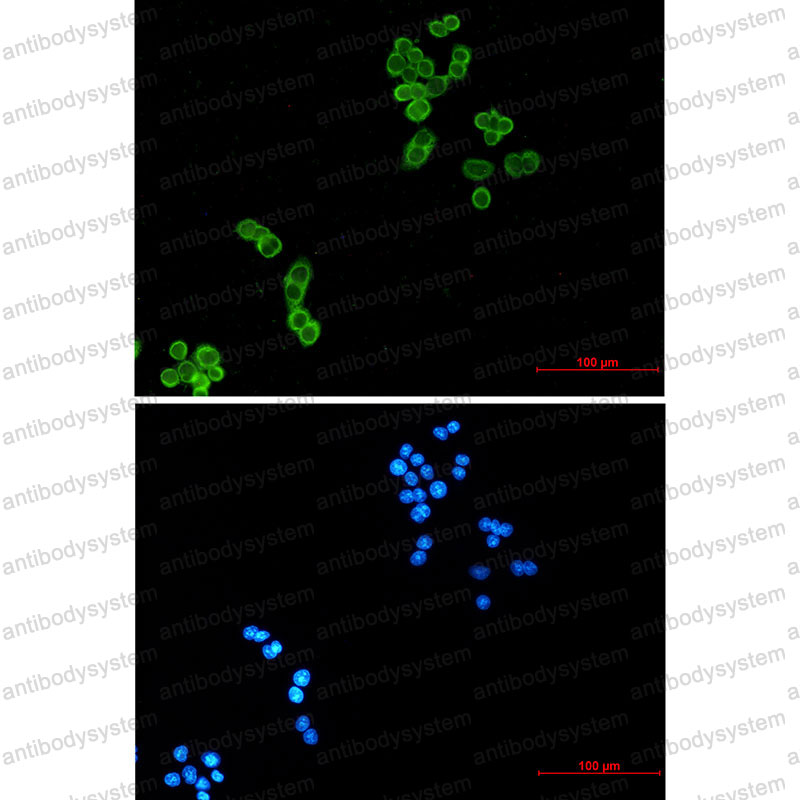 Валидация IF - AntibodySystem RHC81704