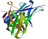 Leukocyte Immunoglobulin Like Receptor Subfamily B, Member 4 (LILRB4) Leukocyte Immunoglobulin Like Receptor Subfamily B, Member 4 (LILRB4)