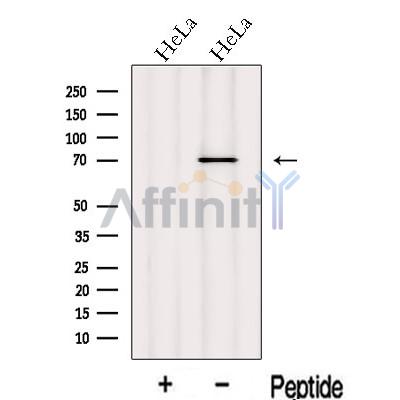 Валидация Affinity DF13090 - 7976