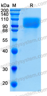 Валидация AntibodySystem AHG93101