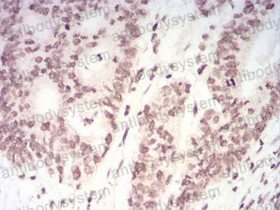 Валидация AntibodySystem RHA28703