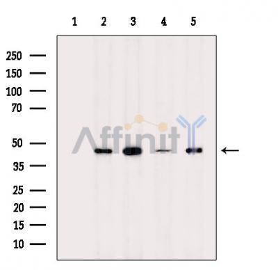 Валидация Affinity AF6118 - 3328