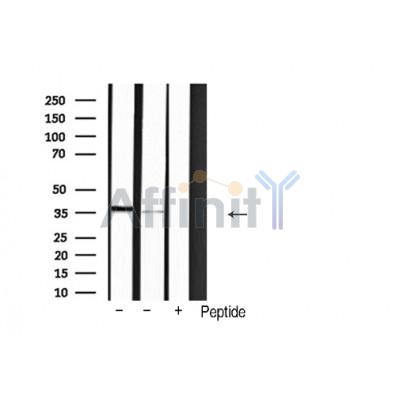 Валидация Affinity AF5358 - 2966