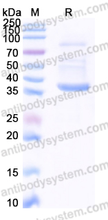 EHF09301, SDS-PAGE