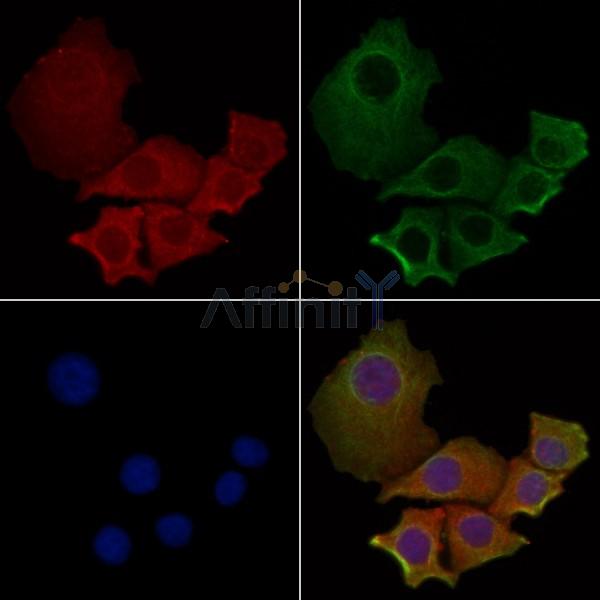 Валидация Affinity DF4989 - 16844