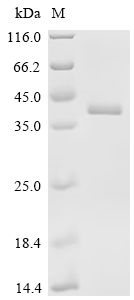 SDS-PAGE