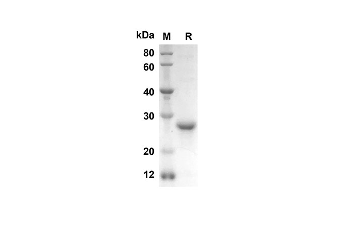 Валидация Elabscience PDEH100544(60)