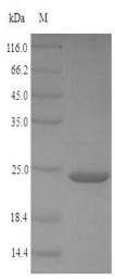 SDS-PAGE