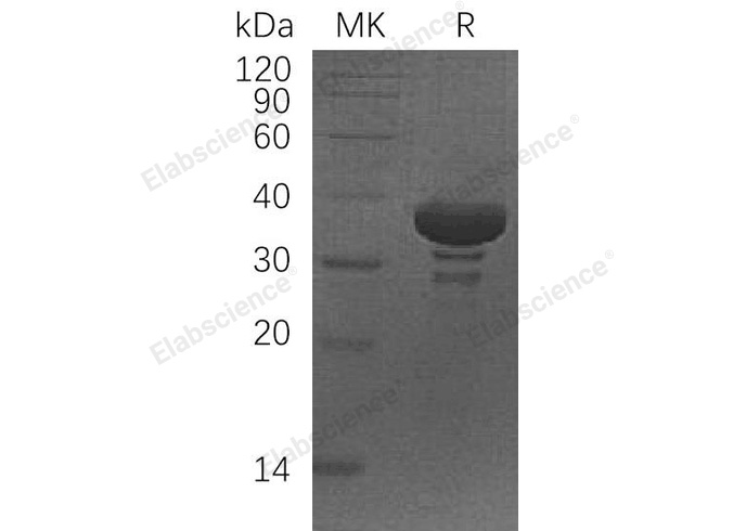 Валидация Elabscience PKSH033051(3425)