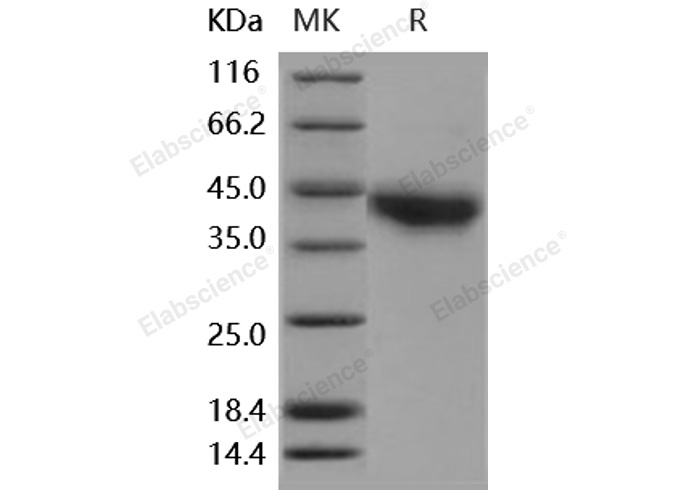 Валидация Elabscience PKSH031859(2483)