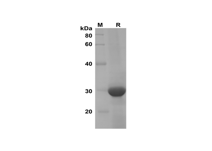 Валидация Elabscience PDEM100165(514)