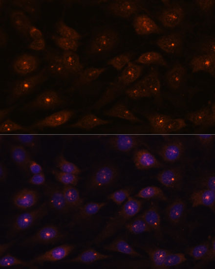 Валидация Elabscience E-AB-65212