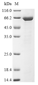 SDS-PAGE